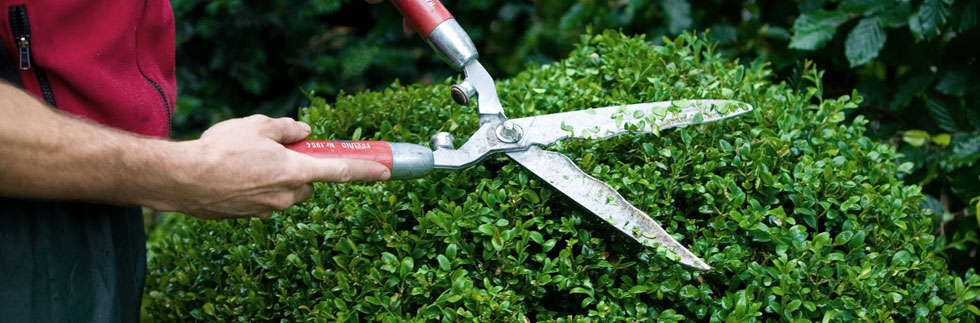 hedge trimming in progress