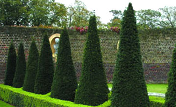 A row of conifer trees along the edge of a walled garden